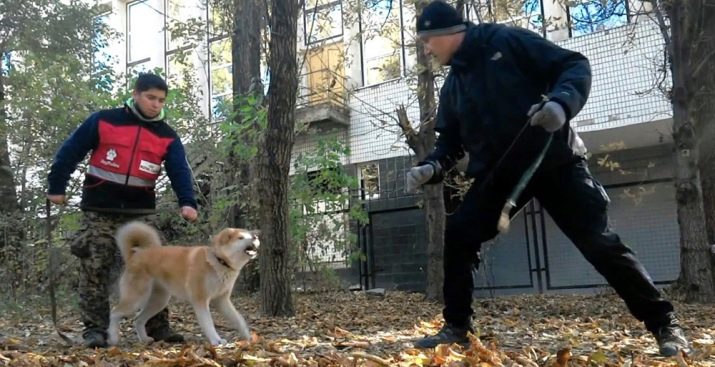 У чому різниця між сіба-іну і акіта-іну? 22 фото Відмінності в характері, відмінності у зовнішньому вигляді. Опис порід