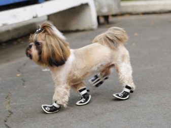 Взуття для собак (26 фото): огляд черевиків для великих і дрібних собак різних порід, таблиця розмірів, зимова і силіконова взуття