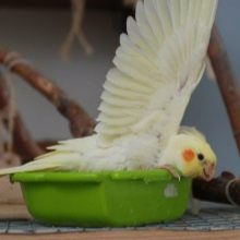 Як доглядати за папугою? Інструкція утримання в домашніх умовах. Як правильно їх годувати? Які предмети потрібні для того, щоб утримувати папуг?