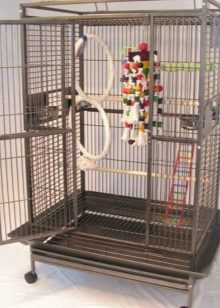Як доглядати за папугою? Інструкція утримання в домашніх умовах. Як правильно їх годувати? Які предмети потрібні для того, щоб утримувати папуг?