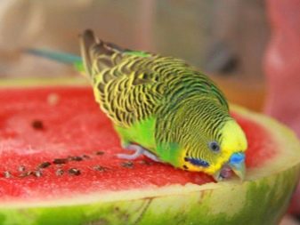 Які фрукти можна давати хвилястим папугам? Банан і мандарини, яблука і ківі, апельсини і ананас, груша та інші ласощі для папужок