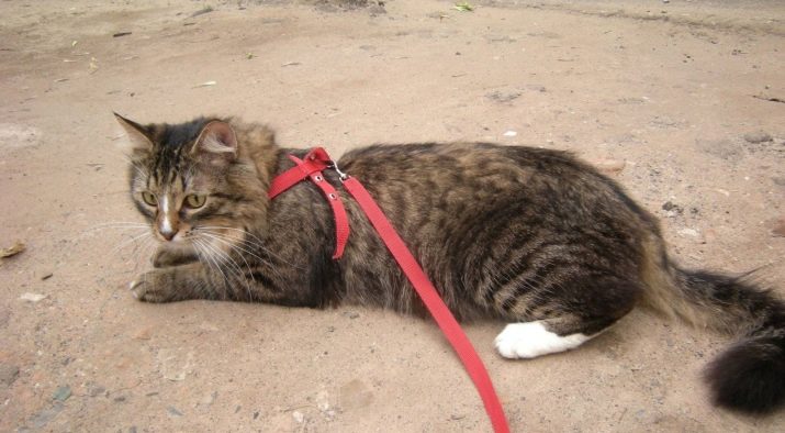 Як надіти шлею на кішку? 21 фото Покрокова інструкція надягання на кота шлейки-жилети та інших видів шлейок