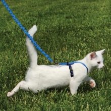 Як надіти шлею на кішку? 21 фото Покрокова інструкція надягання на кота шлейки-жилети та інших видів шлейок