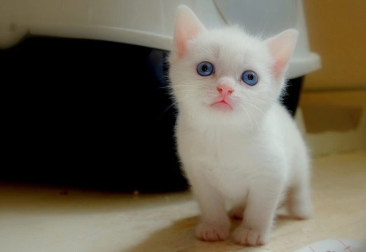 Як назвати білого кота або кішку? Красиві і оригінальні імена, якими можна назвати кошеня-хлопчика і дівчинку білого кольору