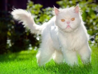 Як назвати білого кота або кішку? Красиві і оригінальні імена, якими можна назвати кошеня-хлопчика і дівчинку білого кольору