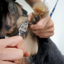 Як підстригти кігті шпіцу? Як правильно стригти кігті собаці в домашніх умовах? Як часто потрібно підстригати кігті шпіцу?