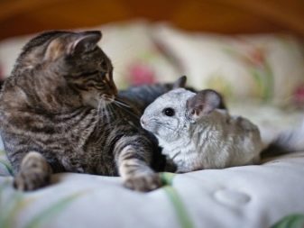 Як приручити шиншилу до рук? Чи можна це зробити? Як правильно привчати дорослу і молоду шиншили?
