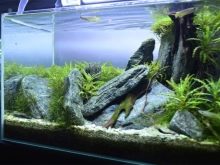 Як розрахувати обсяг акваріума? 20 фото Для чого потрібен розрахунок? Як порахувати в літрах? Як дізнатися за розмірами?