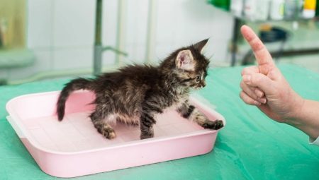Як швидко привчити кошеня до лотка без наповнювача? Етапи приручення котів і кішок до решітці без наповнювача