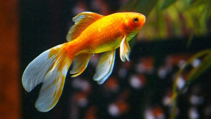 Як відрізнити самку золотої рибки від самця? 13 фото Як правильно визначати стать акваріумних риб? Основні відмінності між самцями і самками
