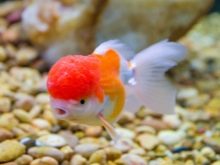 Як відрізнити самку золотої рибки від самця? 13 фото Як правильно визначати стать акваріумних риб? Основні відмінності між самцями і самками