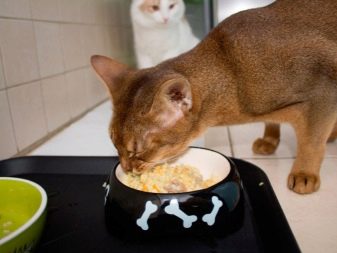 Як відучити кішку від корму? Способи перекладу кішки з сухого і мокрого корму на домашню їжу