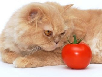 Як відучити кішку від корму? Способи перекладу кішки з сухого і мокрого корму на домашню їжу