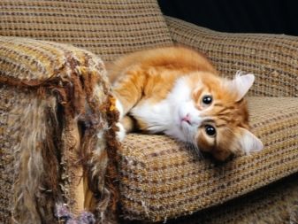 Як відучити кота дерти шпалери? Що робити, якщо кішка дряпає стіни? Як захистити шпалери від кошенят?