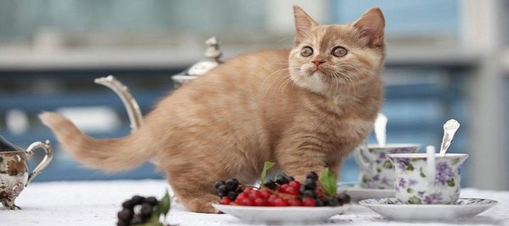 Як відучити кота лазити по столах? Як відучити кошеня встрибувати і ходити по столу? Які існують причини лазіння по столах? Поради фахівців