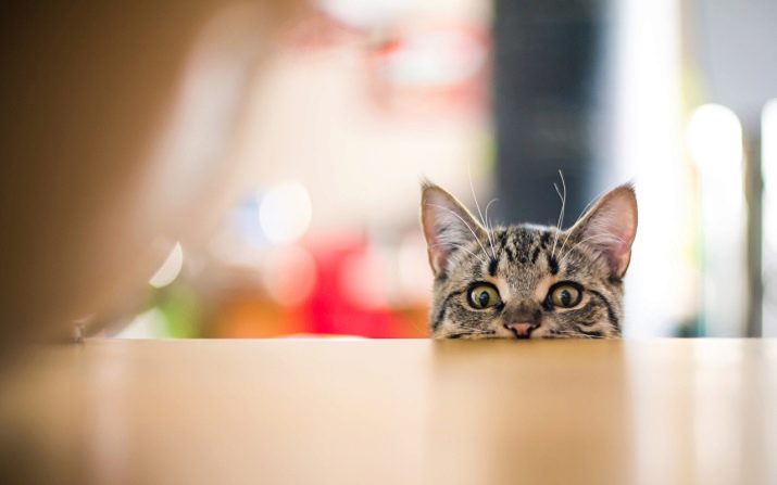 Як відучити кота лазити по столах? Як відучити кошеня встрибувати і ходити по столу? Які існують причини лазіння по столах? Поради фахівців
