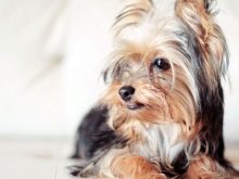 Як визначити породу собак? 24 фото Як впізнати за зовнішнім виглядом? Тести на визначення цуценя породи. Як зрозуміти, породиста собака чи ні?