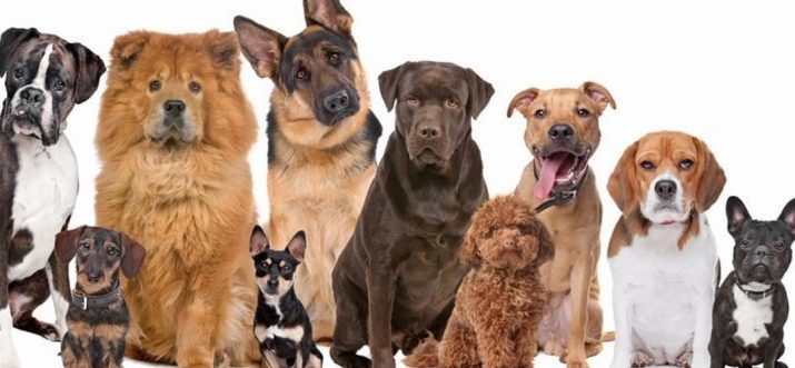 Як визначити породу собак? 24 фото Як впізнати за зовнішнім виглядом? Тести на визначення цуценя породи. Як зрозуміти, породиста собака чи ні?