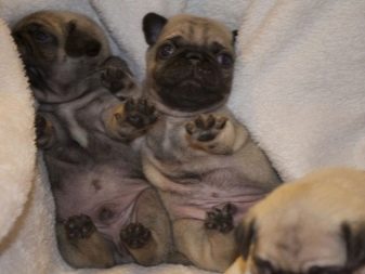 Як визначити стать цуценя? 15 фото Як відрізнити хлопчика від дівчинки? Як розрізнити стать собаки в 1 і 2 місяці?