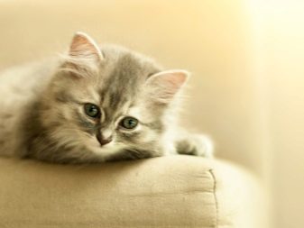Як зробити кішку ласкавою? Як приручити кошеня? Способи зробити кота спокійним і ручним. Як навчити кішку бути доброю і слухняною?