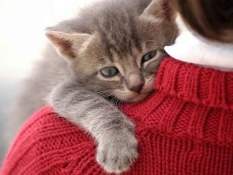 Як зробити кішку ласкавою? Як приручити кошеня? Способи зробити кота спокійним і ручним. Як навчити кішку бути доброю і слухняною?