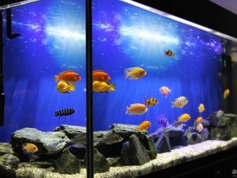 Якою повинна бути температура в акваріумі для рибок? 22 фото Оптимальна температура води. Як знизити її до потрібного градуса і підтримувати? Як визначити температуру акваріумним градусником?
