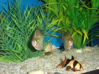 Якою повинна бути температура в акваріумі для рибок? 22 фото Оптимальна температура води. Як знизити її до потрібного градуса і підтримувати? Як визначити температуру акваріумним градусником?