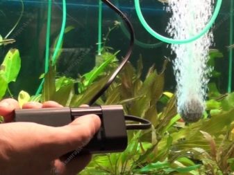 Якою повинна бути температура в акваріумі для рибок? 22 фото Оптимальна температура води. Як знизити її до потрібного градуса і підтримувати? Як визначити температуру акваріумним градусником?