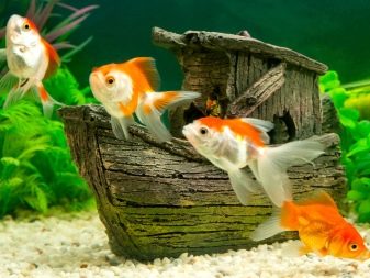 Якою повинна бути температура в акваріумі для рибок? 22 фото Оптимальна температура води. Як знизити її до потрібного градуса і підтримувати? Як визначити температуру акваріумним градусником?