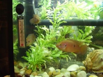 Якою повинна бути температура в акваріумі для рибок? 22 фото Оптимальна температура води. Як знизити її до потрібного градуса і підтримувати? Як визначити температуру акваріумним градусником?