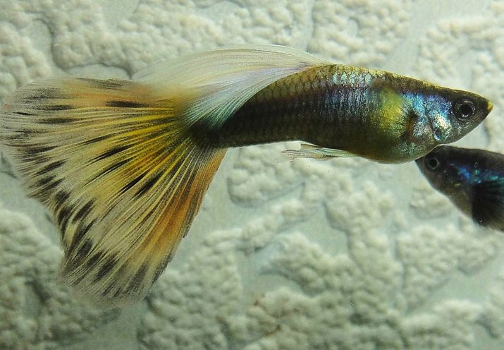 Якою повинна бути температура в акваріумі для рибок? 22 фото Оптимальна температура води. Як знизити її до потрібного градуса і підтримувати? Як визначити температуру акваріумним градусником?