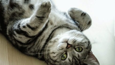 Забарвлення британської кішки Whiskas (12 фото): особливості кольору і тонкощі догляду. Чому багато хто думає, що існує порода котів «Віскас»?