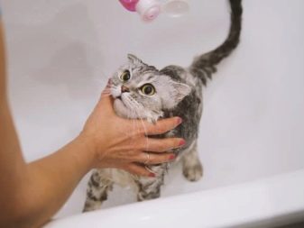 Забарвлення британської кішки Whiskas (12 фото): особливості кольору і тонкощі догляду. Чому багато хто думає, що існує порода котів «Віскас»?