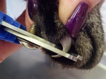 Забарвлення британської кішки Whiskas (12 фото): особливості кольору і тонкощі догляду. Чому багато хто думає, що існує порода котів «Віскас»?