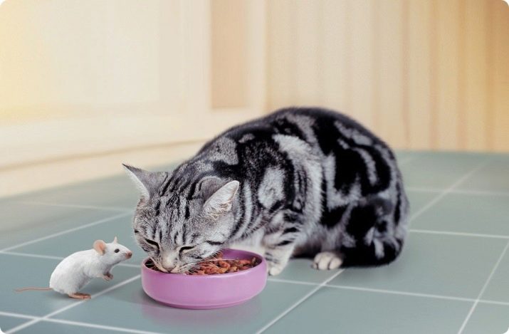 Забарвлення британської кішки Whiskas (12 фото): особливості кольору і тонкощі догляду. Чому багато хто думає, що існує порода котів «Віскас»?