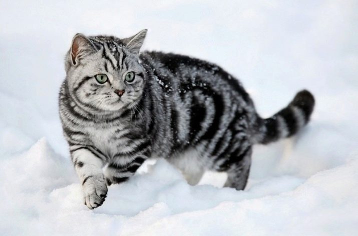 Забарвлення британської кішки Whiskas (12 фото): особливості кольору і тонкощі догляду. Чому багато хто думає, що існує порода котів «Віскас»?