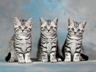 Забарвлення британської кішки Whiskas (12 фото): особливості кольору і тонкощі догляду. Чому багато хто думає, що існує порода котів «Віскас»?