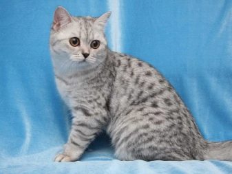 Забарвлення британської кішки Whiskas (12 фото): особливості кольору і тонкощі догляду. Чому багато хто думає, що існує порода котів «Віскас»?