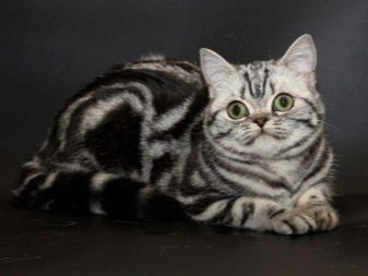Забарвлення британської кішки Whiskas (12 фото): особливості кольору і тонкощі догляду. Чому багато хто думає, що існує порода котів «Віскас»?