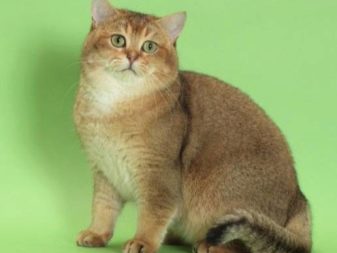 Забарвлення британської кішки Whiskas (12 фото): особливості кольору і тонкощі догляду. Чому багато хто думає, що існує порода котів «Віскас»?