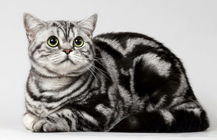 Забарвлення британської кішки Whiskas (12 фото): особливості кольору і тонкощі догляду. Чому багато хто думає, що існує порода котів «Віскас»?