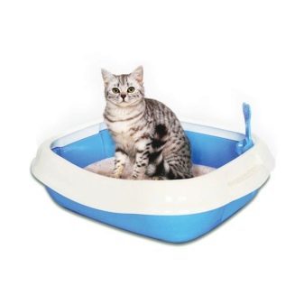Забарвлення британської кішки Whiskas (12 фото): особливості кольору і тонкощі догляду. Чому багато хто думає, що існує порода котів «Віскас»?