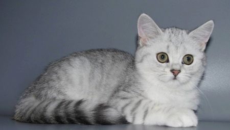 Забарвлення шотландських прямовухих кішок (29 фото): чорні і руді, сірі і білі прямоухие коти, мармурові та димчасті, блакитні і смугасті скоттиш-страйты