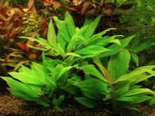 Живі рослини для акваріума (24 фото): Як покласти акваріумні водорості і як виростити їх з насіння в домашніх умовах? Види рослин