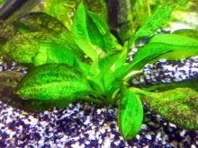 Живі рослини для акваріума (24 фото): Як покласти акваріумні водорості і як виростити їх з насіння в домашніх умовах? Види рослин