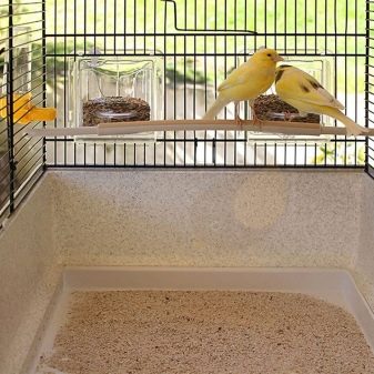 Зміст канарки (25 фото): правила догляду в домашніх умовах. Як доглядати за пташенятами при розведенні? Чим годувати?