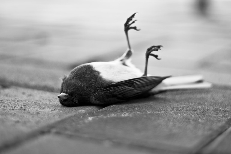 Пояснення по сонникам, до чого сниться мертва птиця: значення вмираючого пернатого на землі, у воді або будинку