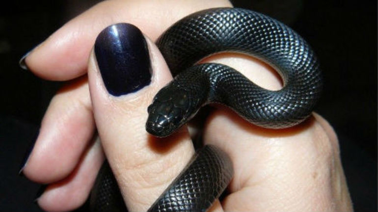 Приснилася чорна змія: чи варто жінці чекати неприємностей, значення величезною кобри і маленькою змійки