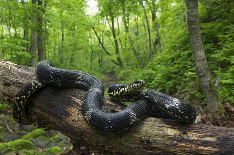 Приснилася чорна змія: чи варто жінці чекати неприємностей, значення величезною кобри і маленькою змійки