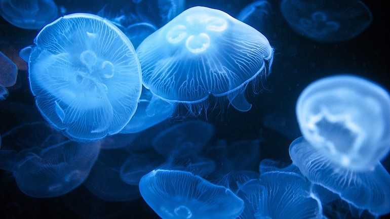 Розшифровка сонників, до чого сняться медузи: великі і маленькі, в чистій воді і на суші